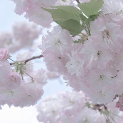 安义FurryQQ群介绍